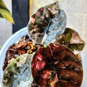 Alocasia Variegated Cuprea Pink Bulbs/corms