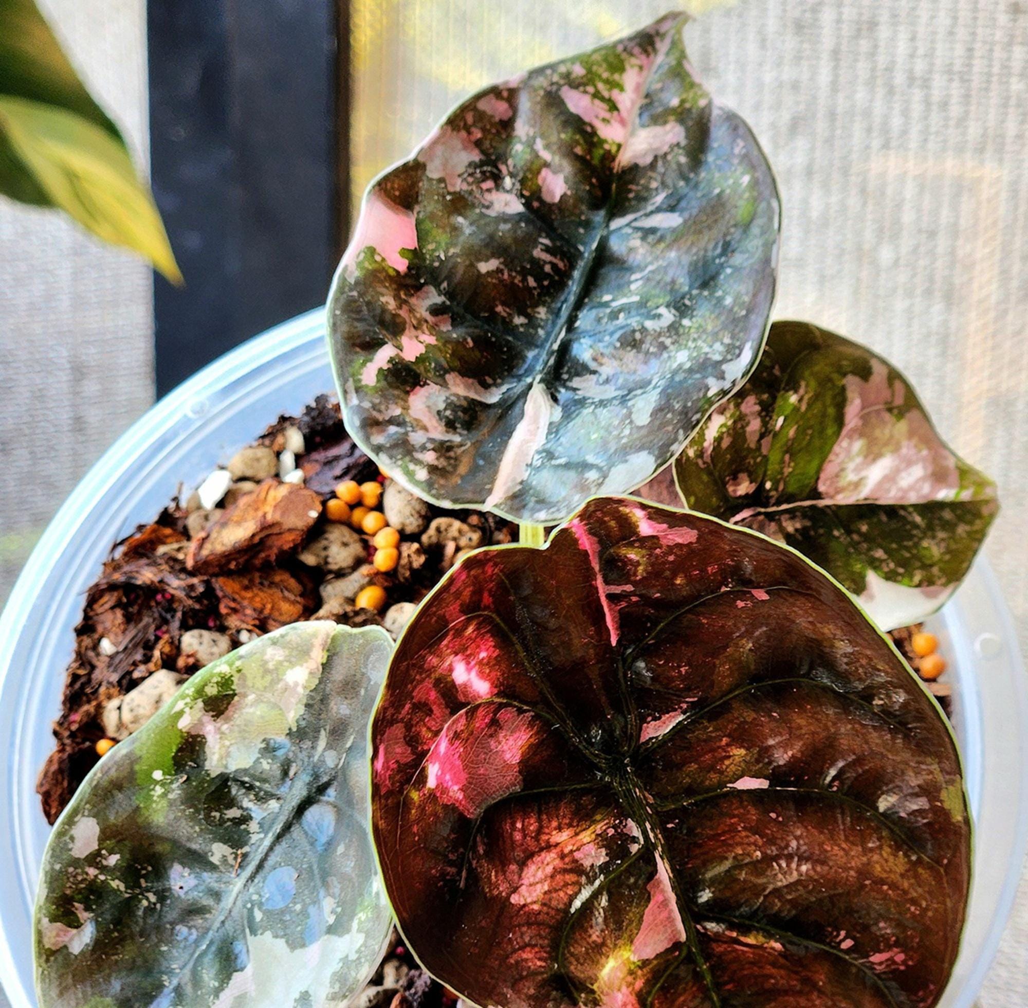 ALOCASIA HEART BALLON var/アロカシア ハートバルーン ALOCASIA HEART BALLON VARIGATED / アロカシア ハートバルーン