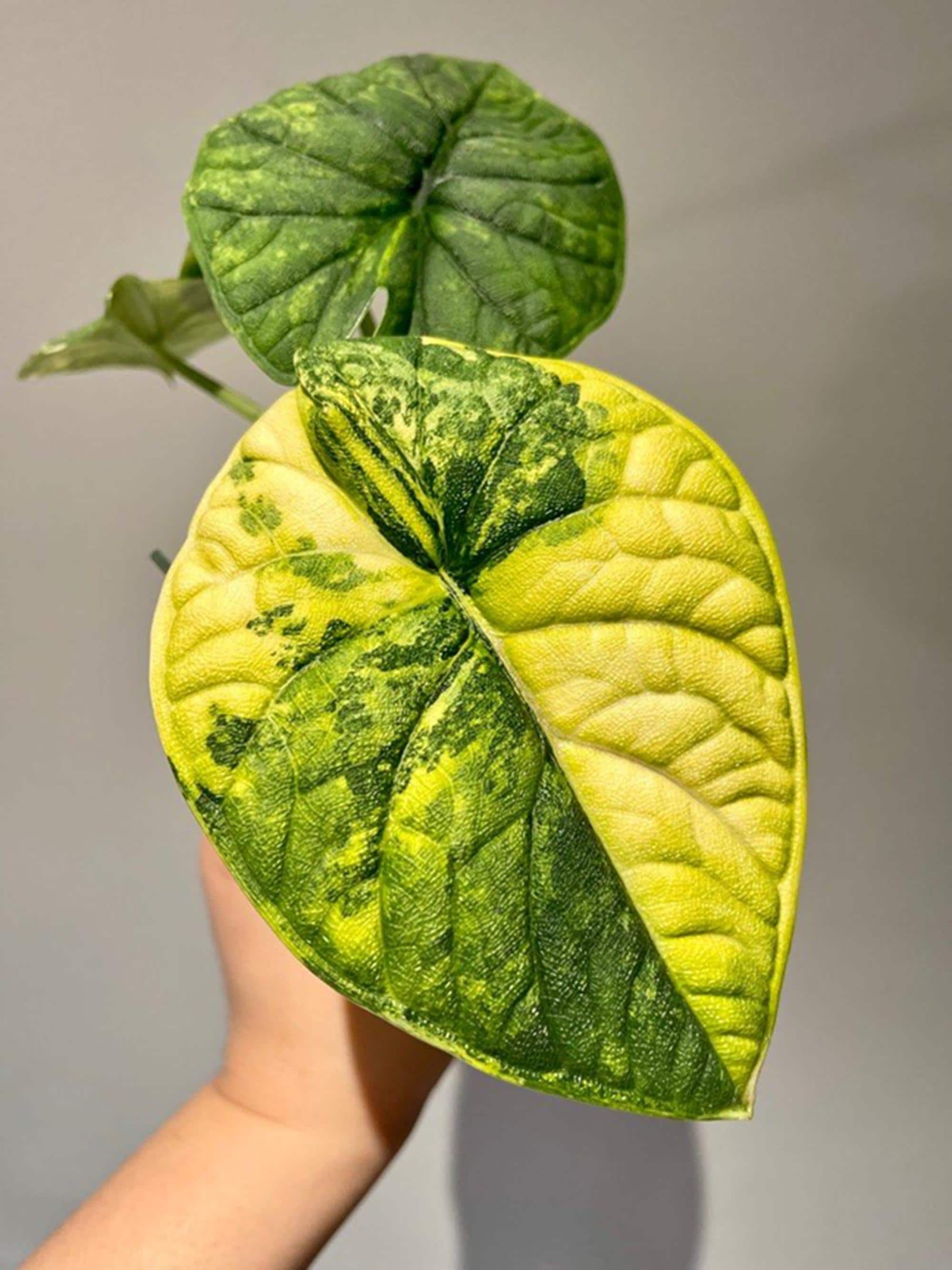 Variegated alocasia melo - Etsy 日本