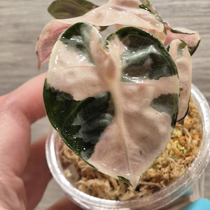 Bulbi da piantagione variegati rosa lava di Alocasia Heart Balloon