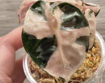 Scindapsus Yupa Variegated - Etsy 日本