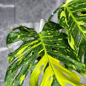 Monstera Deliciosa Electro Light Variegated One Leaf Rooted Node Cutting Indoor Outdoor Rare Plant Gardening