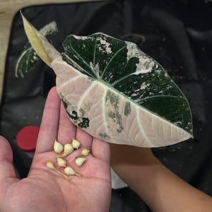 Alocasia Black Velvet Pink Variegated Planting Corms/Bulbs