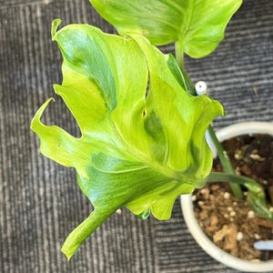 Monstera Deliciosa Flamicito Variegated One Leaf Rooted Node Cutting Indoor Outdoor Rare Plant Gardening