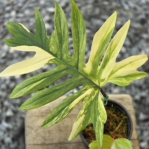 Philodendron Mayoi Variegated Rooted Single Leafs Cutting