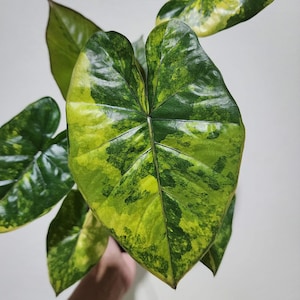 Alocasia Yucatan Princess Aurea Variegated Planting Corms Rare Indoor Outdoor Gardening