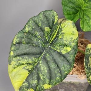 Alocasia Nebula Aurea Variegated Planting Corms/Bulbs