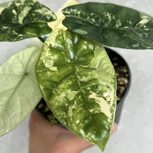 Alocasia Sinuata Albo Variegated Rare Planting Corms
