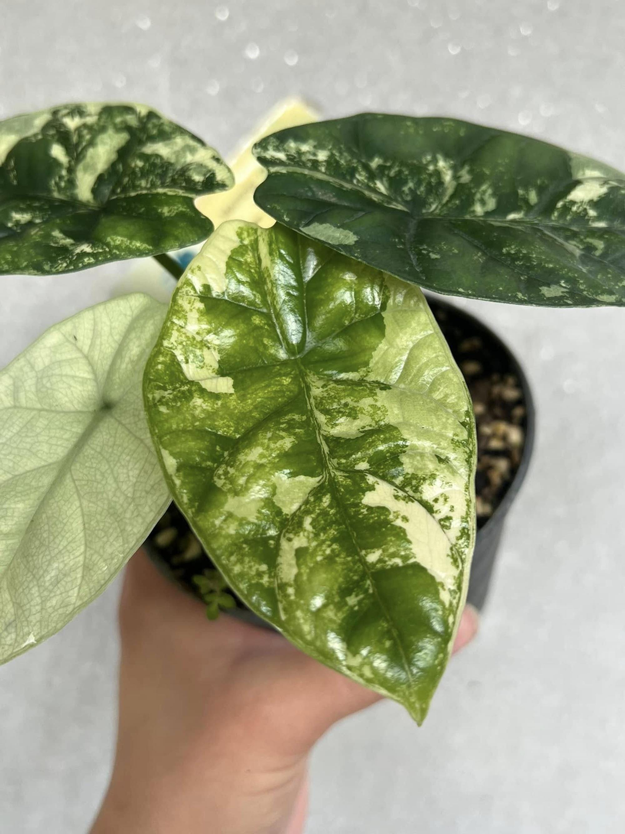 Alocasia watsoniana pink variegated - Etsy 日本