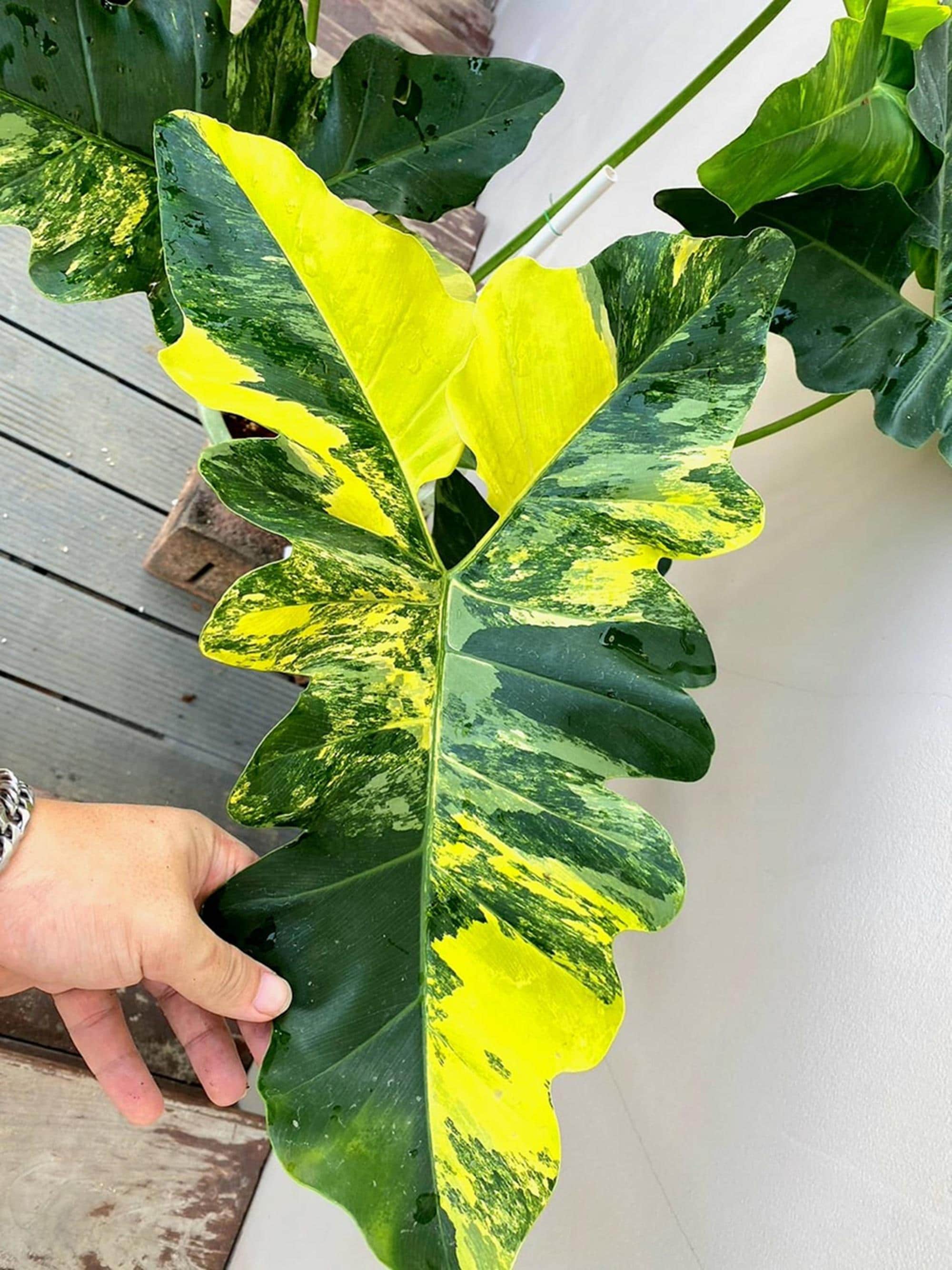 Philodendron Williamsii Variegated - Etsy