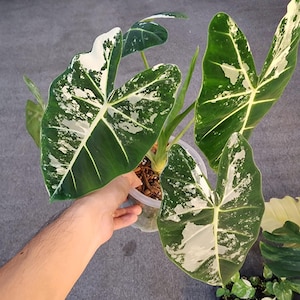 Alocasia Frydek Variegated Planting Corms