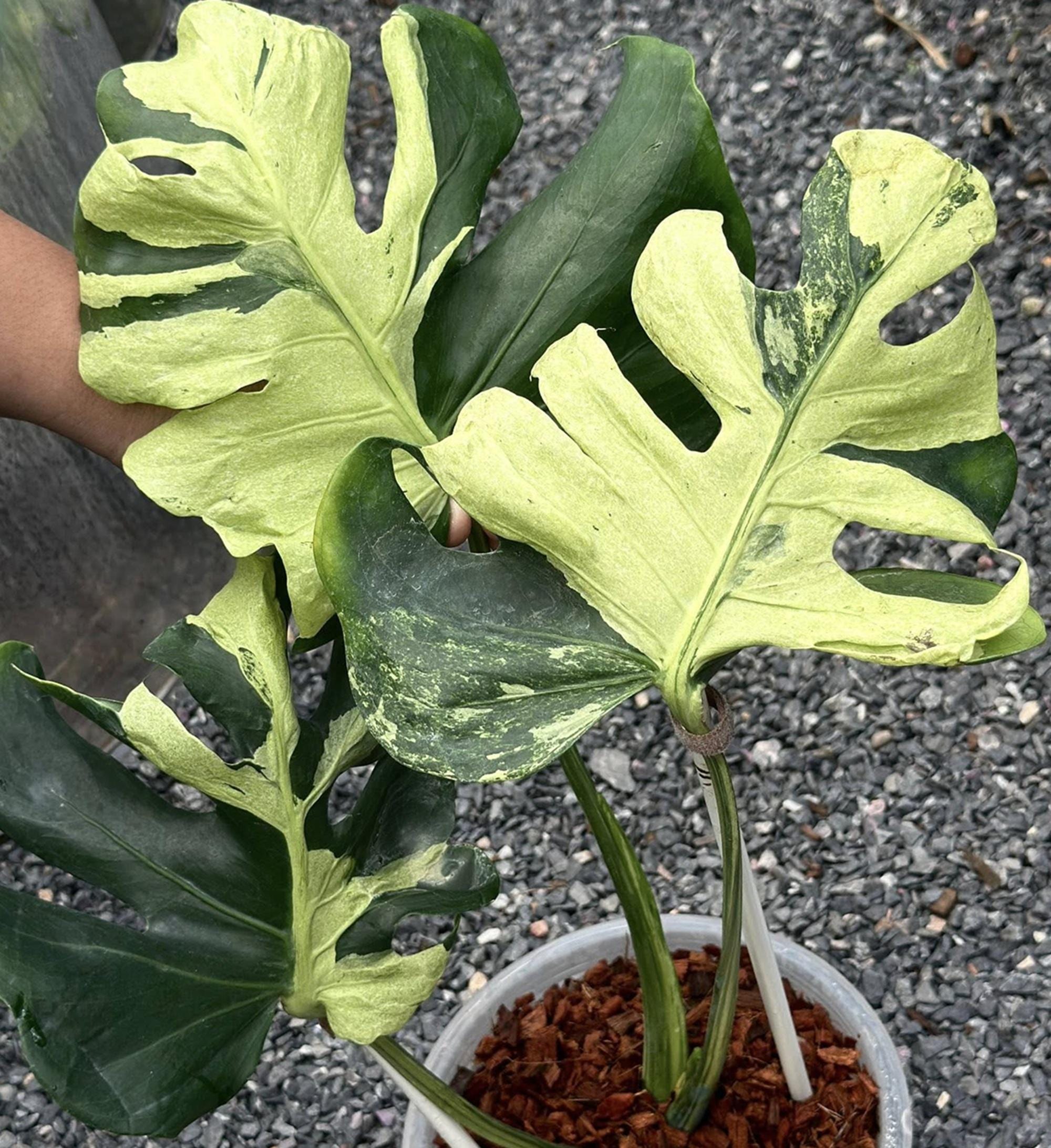 Monstera white lava - Etsy 日本