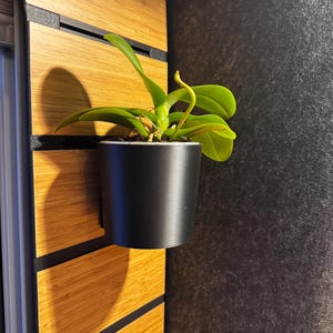 Può includere: Una piccola orchidea in vaso nero, montata su un pannello di legno chiaro con dettagli neri. Le foglie sono verdi e un nuovo stelo si sta sviluppando. Lo sfondo è una superficie scura e strutturata.