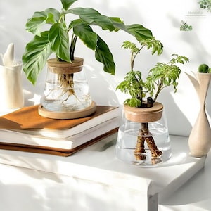 Hydroponic Glass Flower Vase – Small Transparent Planter for Propagation & Home Décor