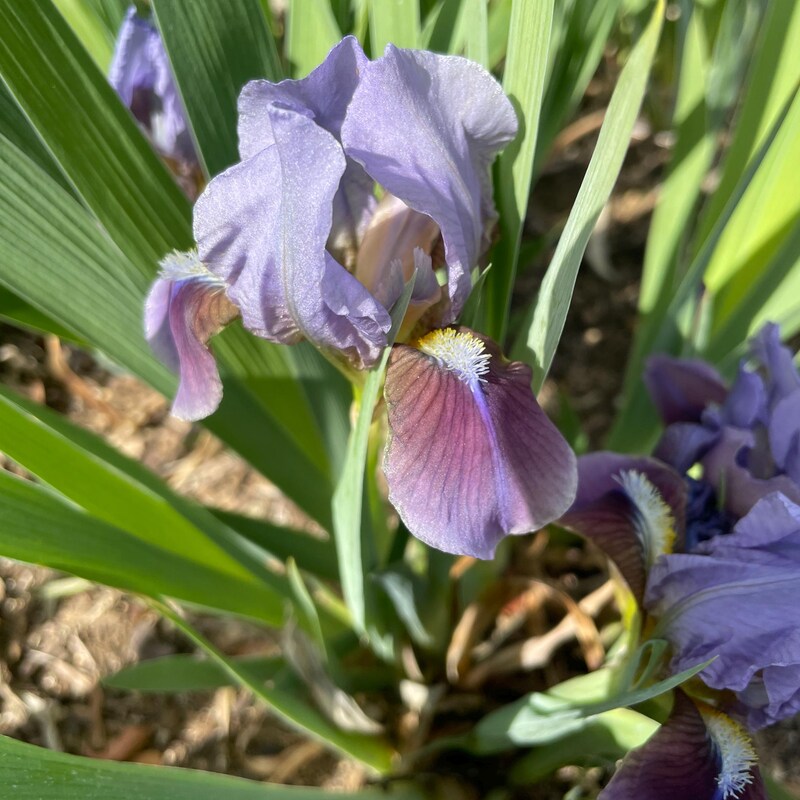 Iris Plant - Etsy