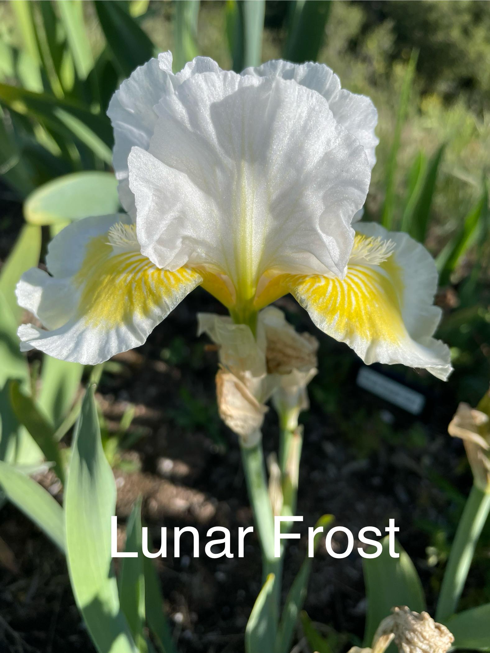 Iris Lunar Frost IB Bearded Iris Rhizome, Freshly Dug With Trimmed