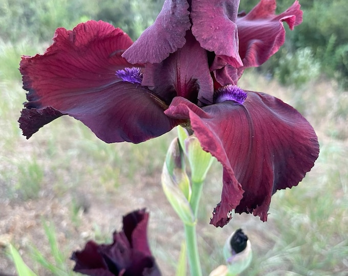 Iris Chase the Dream - Freshly Dug Iris Rhizome With Fan of Leaves, PRE ...