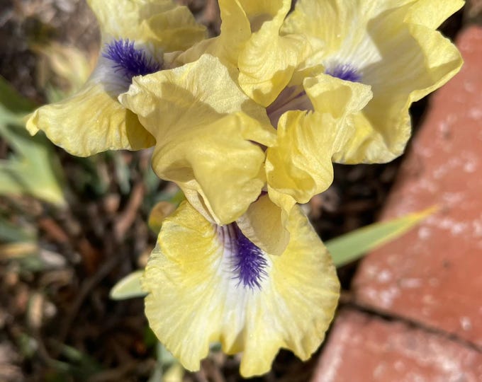 Iris Blue Eyed Girl - SDB Freshly Dug Iris Rhizome With Fan of Leaves ...