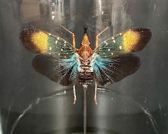 Echte Pyrops Gunjii cicade uit Indonesië onder glazen bol op zwarte houten voet.