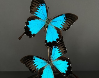 Prachtige vlucht van 2 echte exotische Ulysses-vlinders uit Indonesië (Ceram) onder een moderne glazen bol.