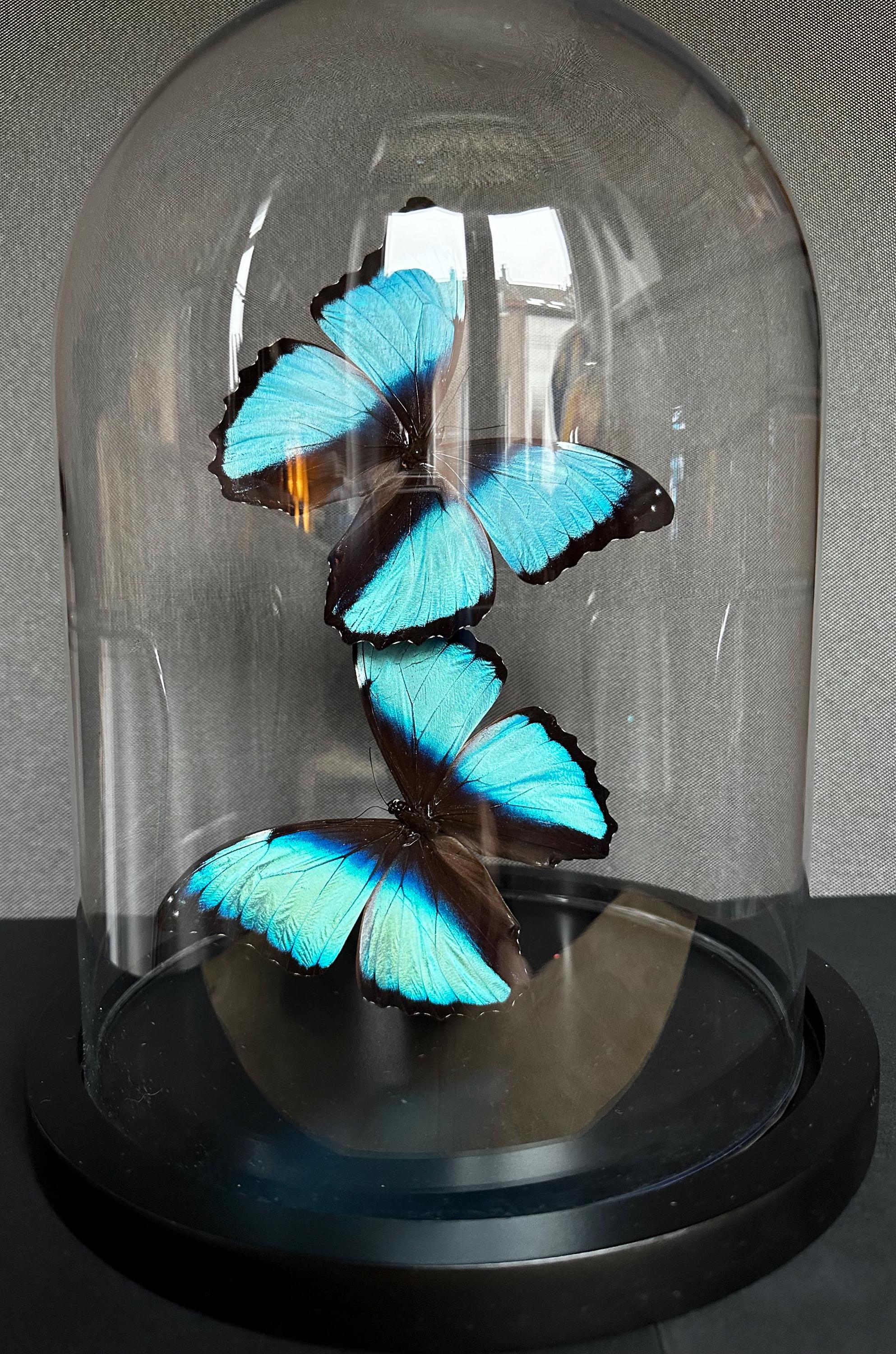 Splendid Flight of 2 Exotic Morpho Achilles Butterflies Under