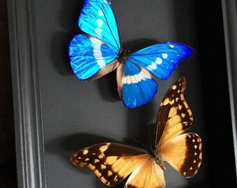 標本 Peru Morpho helena 140mm Mariposa azul blanca Morpho helena Perú - Etsy España