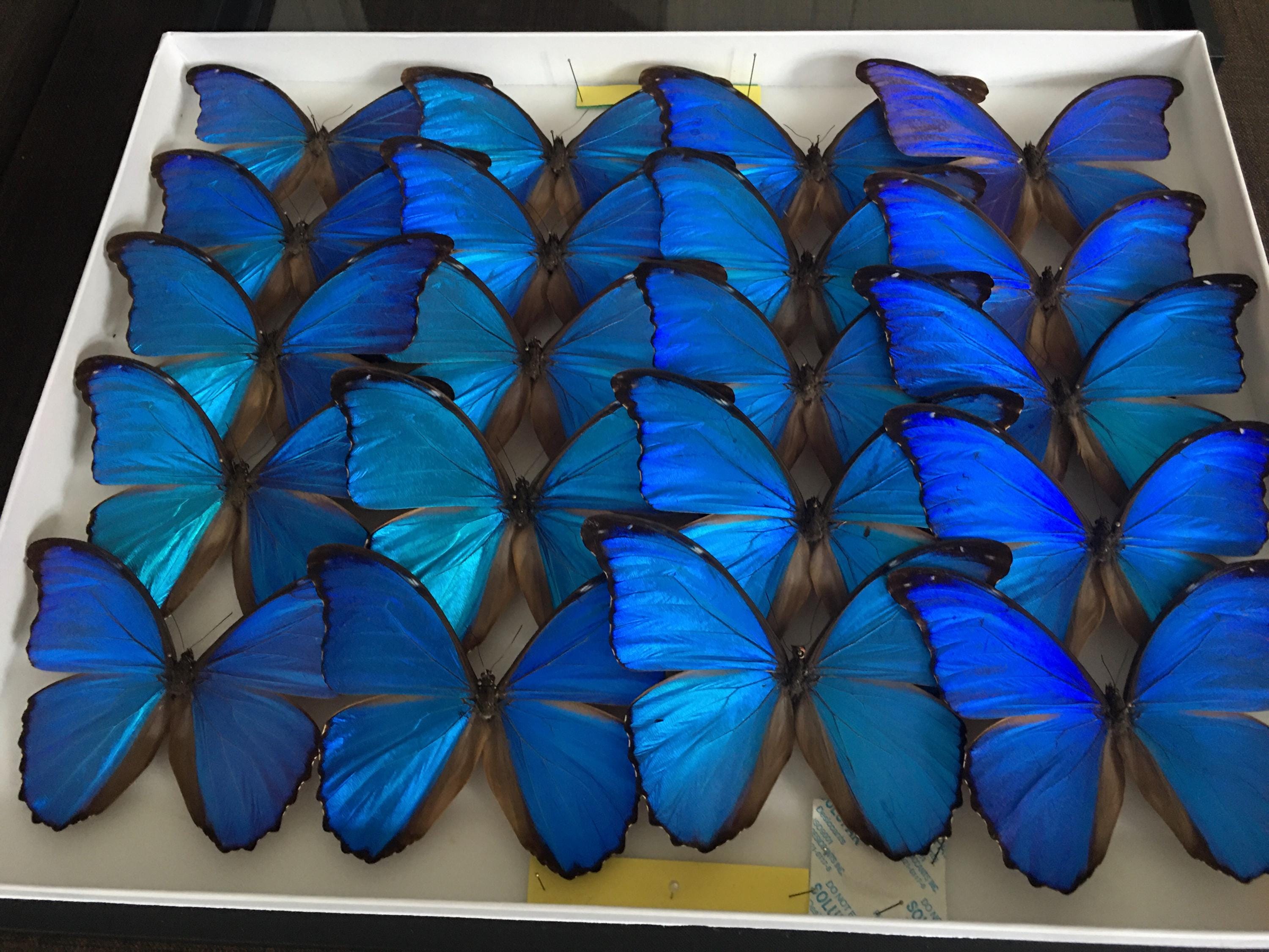 Morpho aega - Etsy 日本