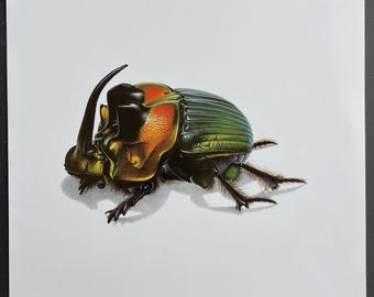 2 A-1mm Phanaeus Demon 1 Major & 1 MINOR 17mm Male Scarab Beetles