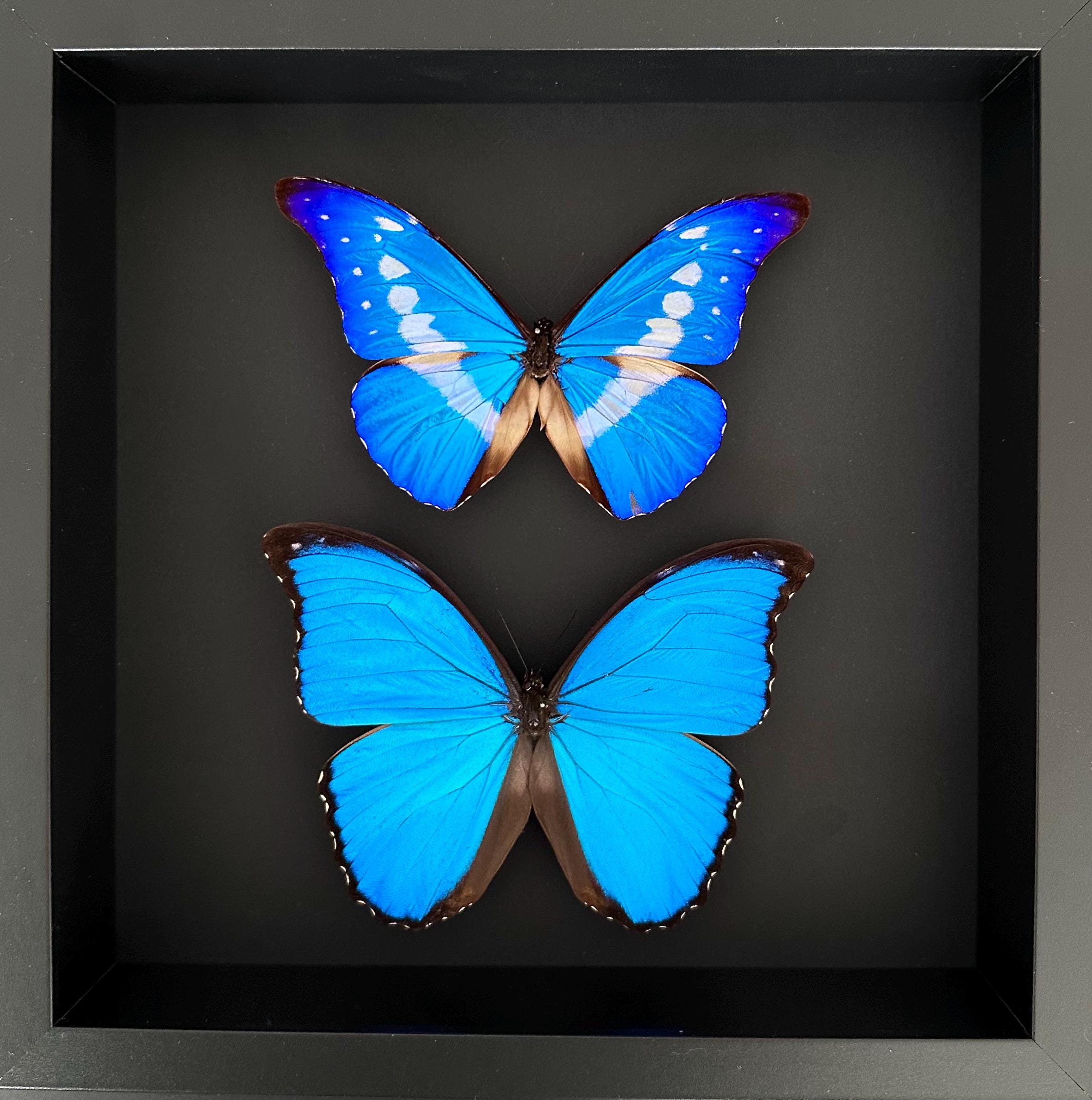 標本 Peru Morpho helena 115mm 標本 Peru Morpho helena 115mm Genuine Morpho Helena