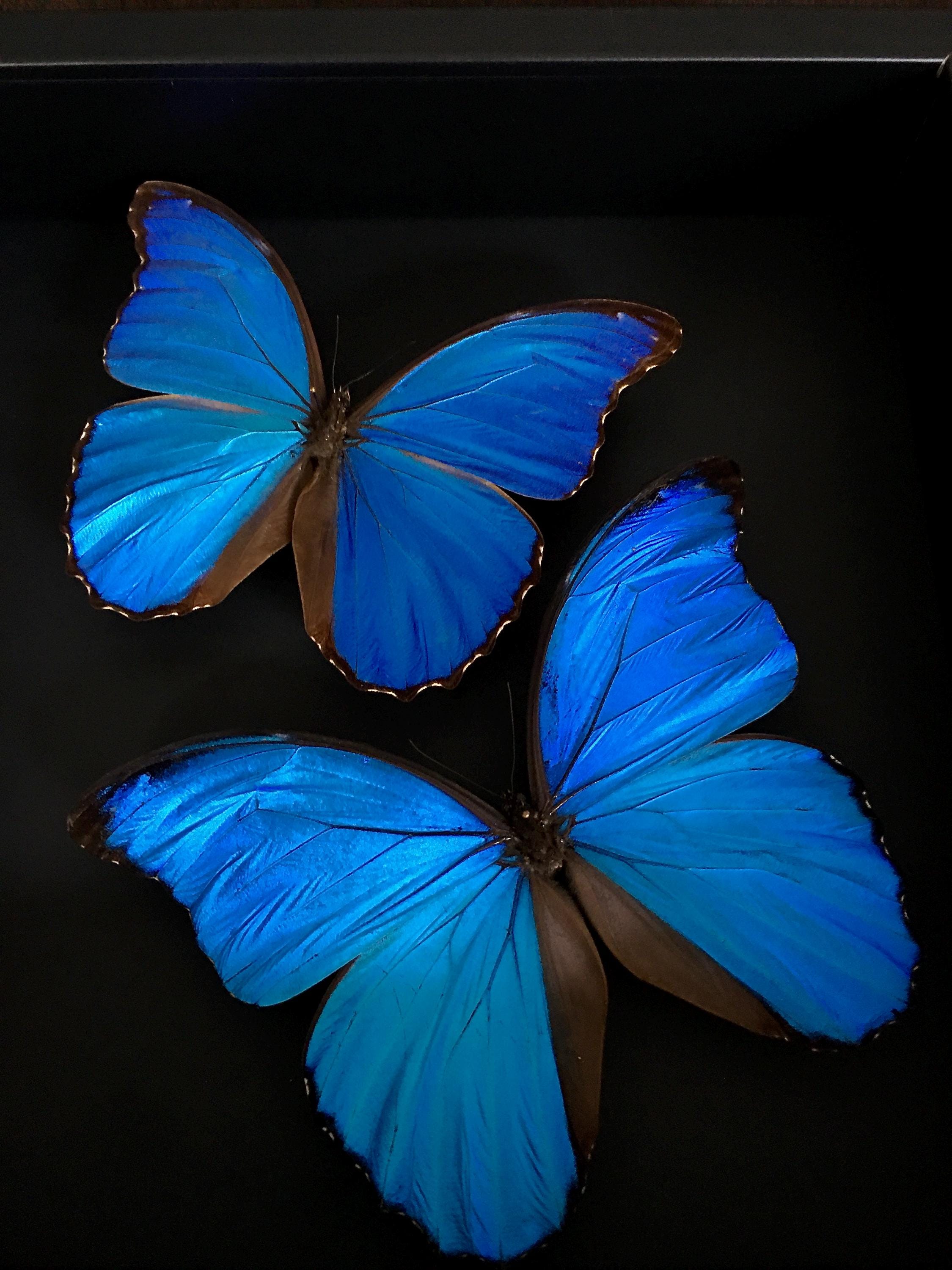 ペルー産の本物のエキゾチックなモルフォ ディディウス 2 匹が、黒い