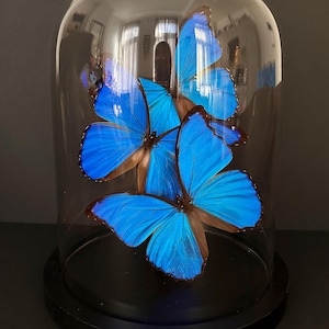 Puede incluir: Tres especímenes de mariposa Morpho expuestos en una cúpula de vidrio sobre una base negra. Las mariposas son de un color azul vibrante con marcas marrones.