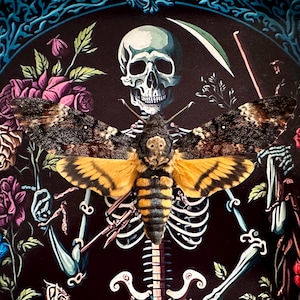 Real Death&#39;s Head Hawkmoth - Acherontia Atropos XL in a black box - Magnificent composition for your Cabinet of Curiosities!