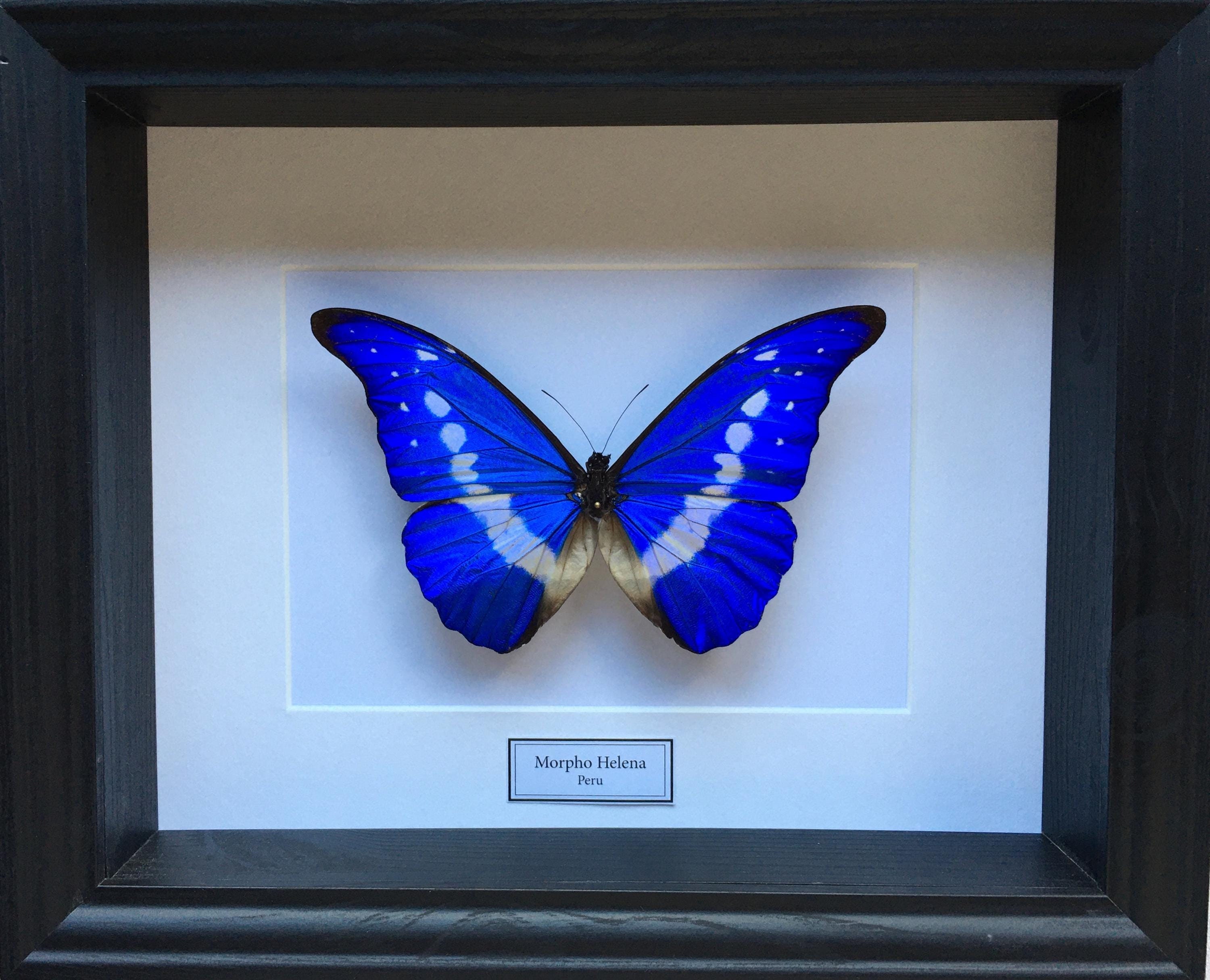 標本 Peru Morpho helena 140mm Mariposa azul blanca Morpho helena Perú - Etsy España