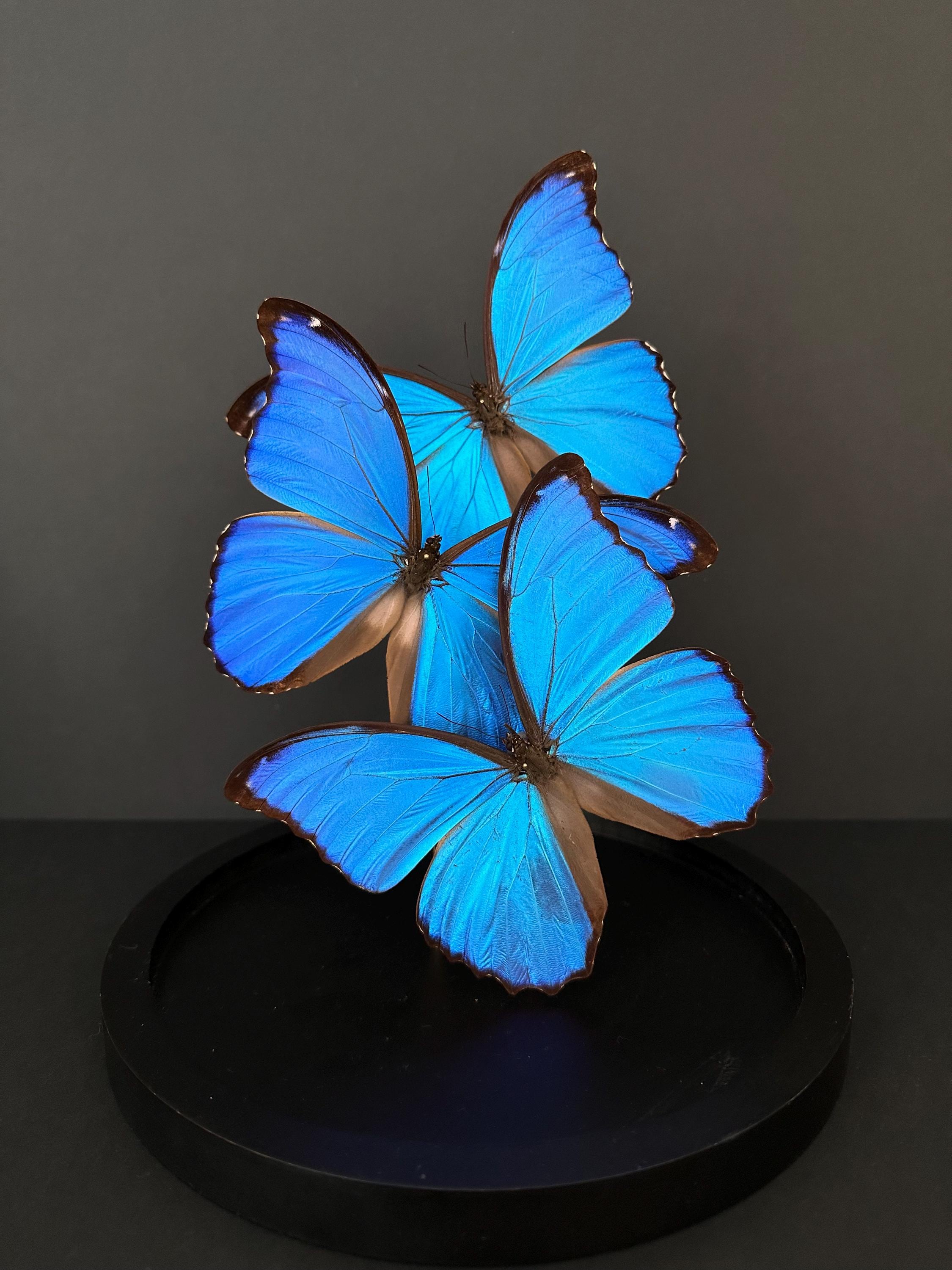 Splendid Flight of 3 Exotic Morpho Didius Butterflies From Peru