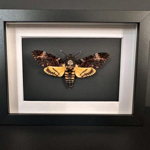 Puede incluir: Mariposa esfinge de la calavera enmarcada. La mariposa se exhibe en un marco negro con un paspart&uacute; blanco. La mariposa tiene alas marrones y amarillas, con una marca en forma de calavera en el t&oacute;rax. El fondo es negro.