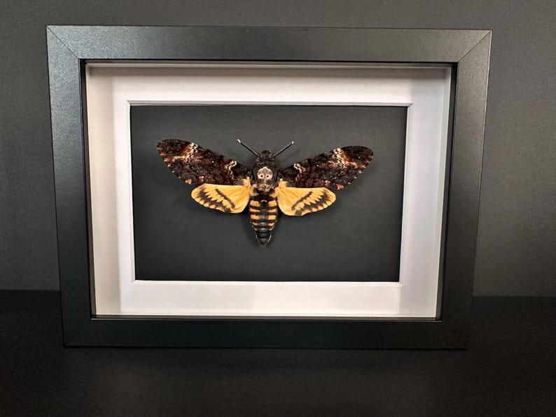 Puede incluir: Mariposa esfinge de la calavera enmarcada. La mariposa se exhibe en un marco negro con un paspart&uacute; blanco. La mariposa tiene alas marrones y amarillas, con una marca en forma de calavera en el t&oacute;rax. El fondo es negro.