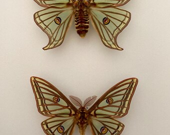 Una auténtica caja de entomología con frontal de cristal que contiene una pareja de mariposas Graellsia Isabellae, macho y hembra, conservadas y procedentes de España.