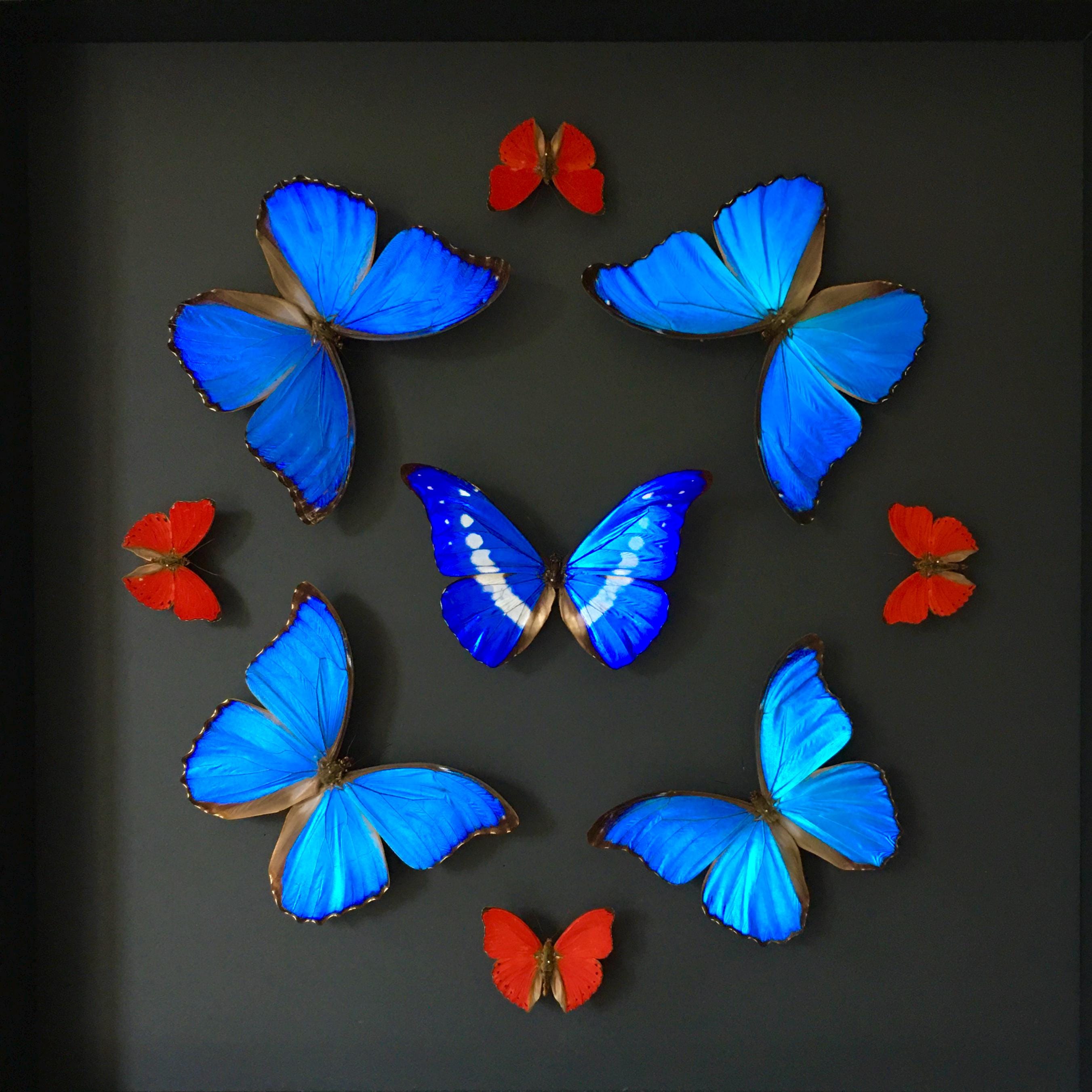 標本 Peru Morpho helena 134mm Peru Morpho helena 134mm Morpho Helena - Etsy Canada