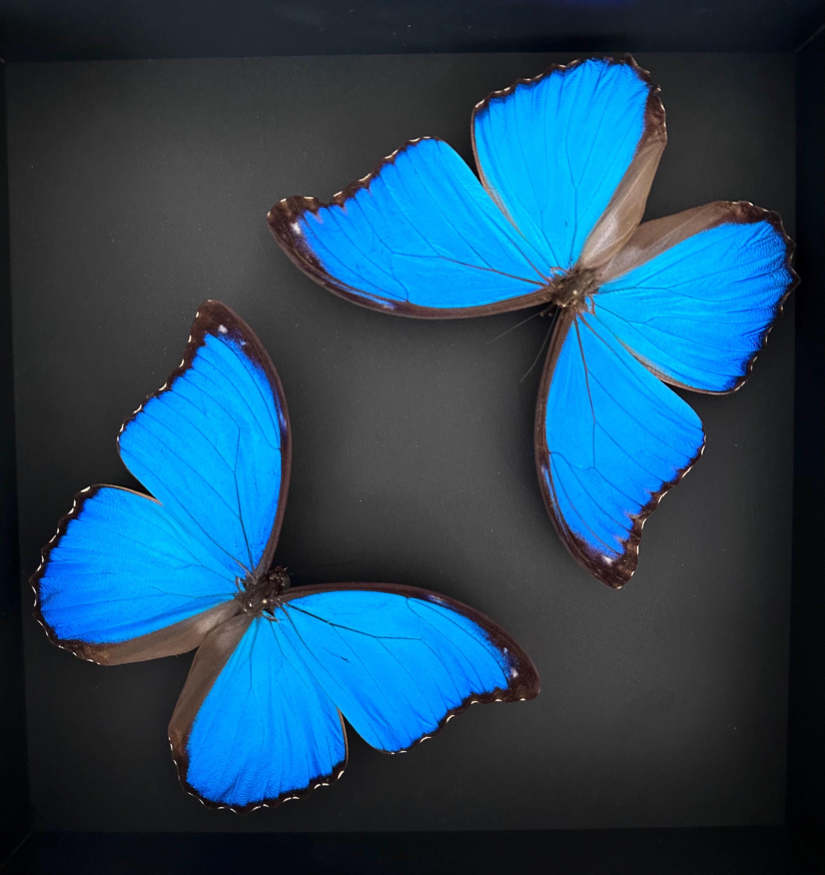 ペルー原産の本物のモルフォ蝶ディディウス (別名ブルージャイアント