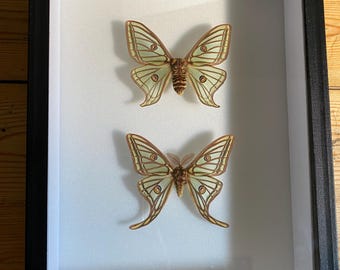 Véritable boite d'entomologie vitrée avec une paire de papillons Graellsia Isabellae d'Espagne male et femelle naturalisés