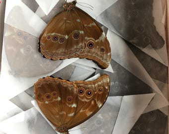 ブラジル産　　　　蝶　　剥製　　絵画 ブラジル産 蝶 剥製 絵画 2025年最新】蝶 標本 ブラジルの人気