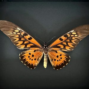 May include: A framed butterfly specimen with orange and black wings. The butterfly is mounted on a black background.