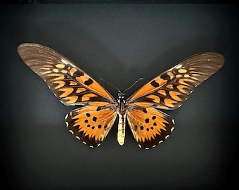 Oryginalny i rzadki Antimachus papilio, największy motyl Afryki, naturalizowany w pięknym luksusowym pudełku.