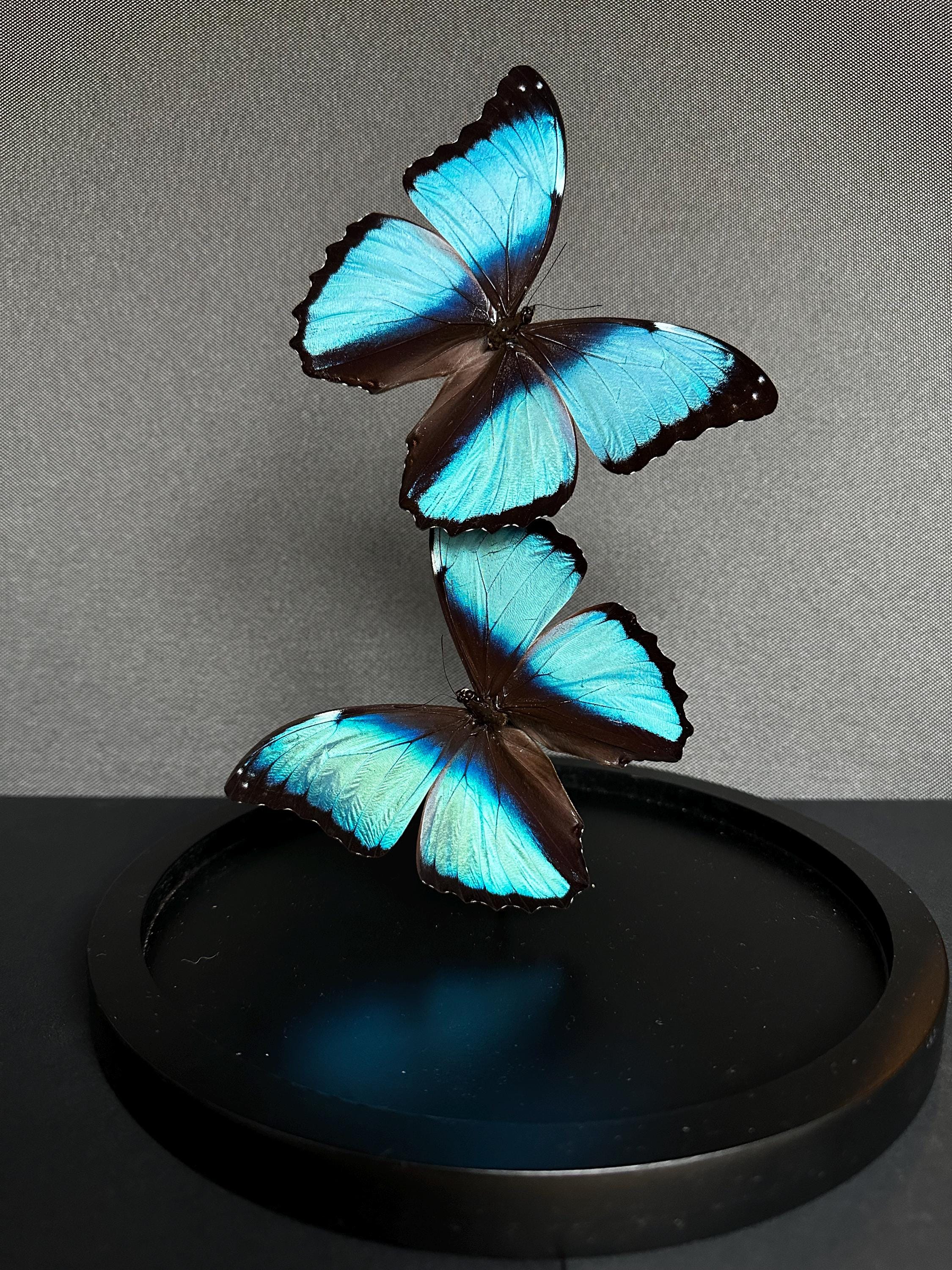 Splendid Flight of 2 Exotic Morpho Achilles Butterflies Under