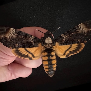 Superb Death&#39;s Head Hawkmoth - Acherontia Atropos - naturalized and pinned to decorate your Cabinet of Curiosities. (Mounted A1)