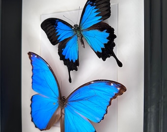 Vuelo de 2 mariposas reales Morpho Didius de Perú y Papilio Ulysses de Indonesia naturalizadas bajo magnífica caja de lujo.