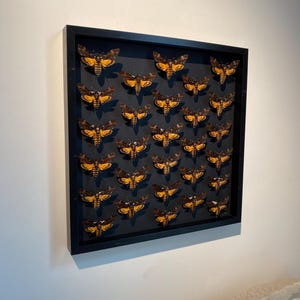 5 X Death&#39;s Head Hawkmoths - Acherontia Atropos - naturalized and pinned to decorate your Cabinet of Curiosities. (Mounted A1)