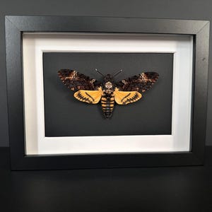 Puede incluir: Un esp&eacute;cimen enmarcado de esfinge de la calavera. La polilla tiene alas marrones y amarillas con una marca distintiva en forma de calavera. La obra de arte enmarcada presenta un marco negro, un paspart&uacute; blanco y un fondo negro.