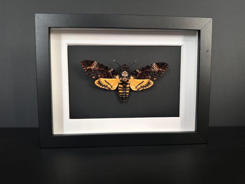 Puede incluir: Un esp&eacute;cimen enmarcado de esfinge de la calavera. La polilla tiene alas marrones y amarillas con una marca distintiva en forma de calavera. La obra de arte enmarcada presenta un marco negro, un paspart&uacute; blanco y un fondo negro.