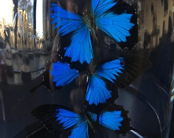 Prachtige vlucht van 3 echte exotische Ulysses-vlinders uit Indonesië (Ceram) onder hedendaagse glazen bol.